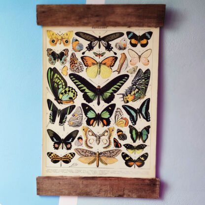 Mariposas Larousse